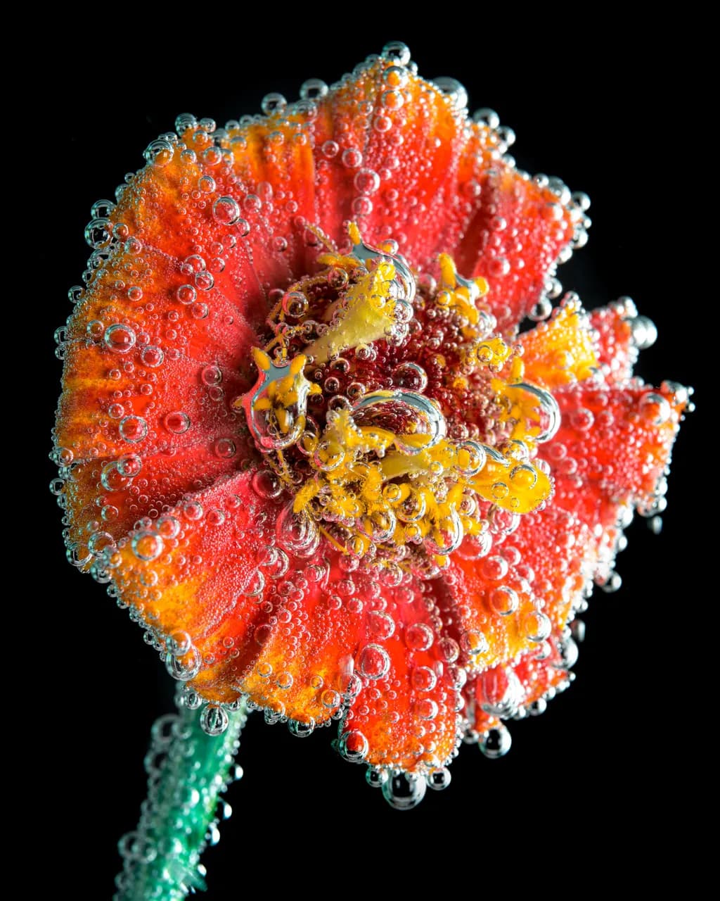 Bubbling Bloom
