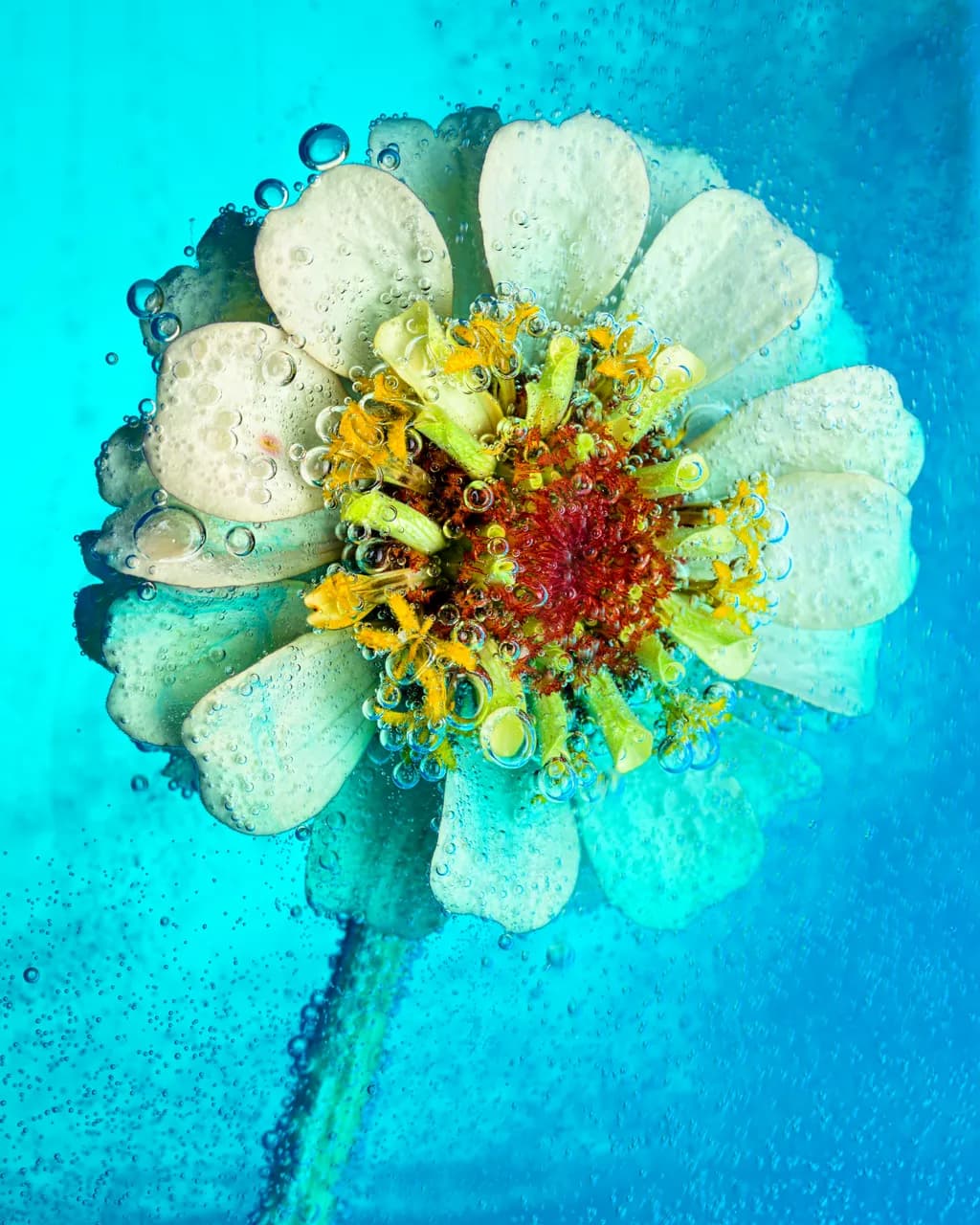 Aquatic Bloom