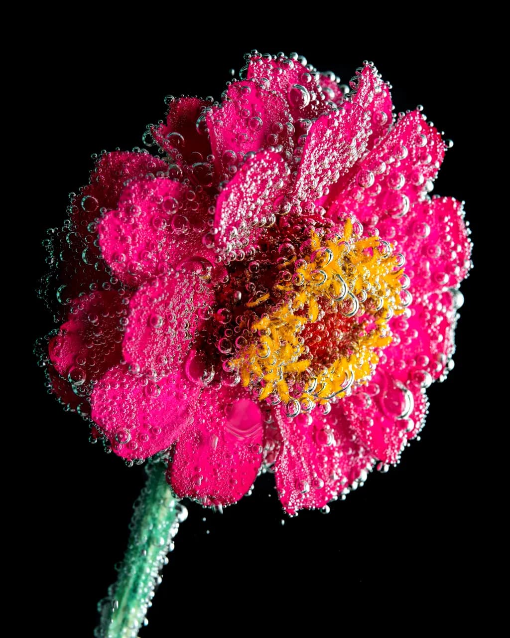 Bubbles and Bloom