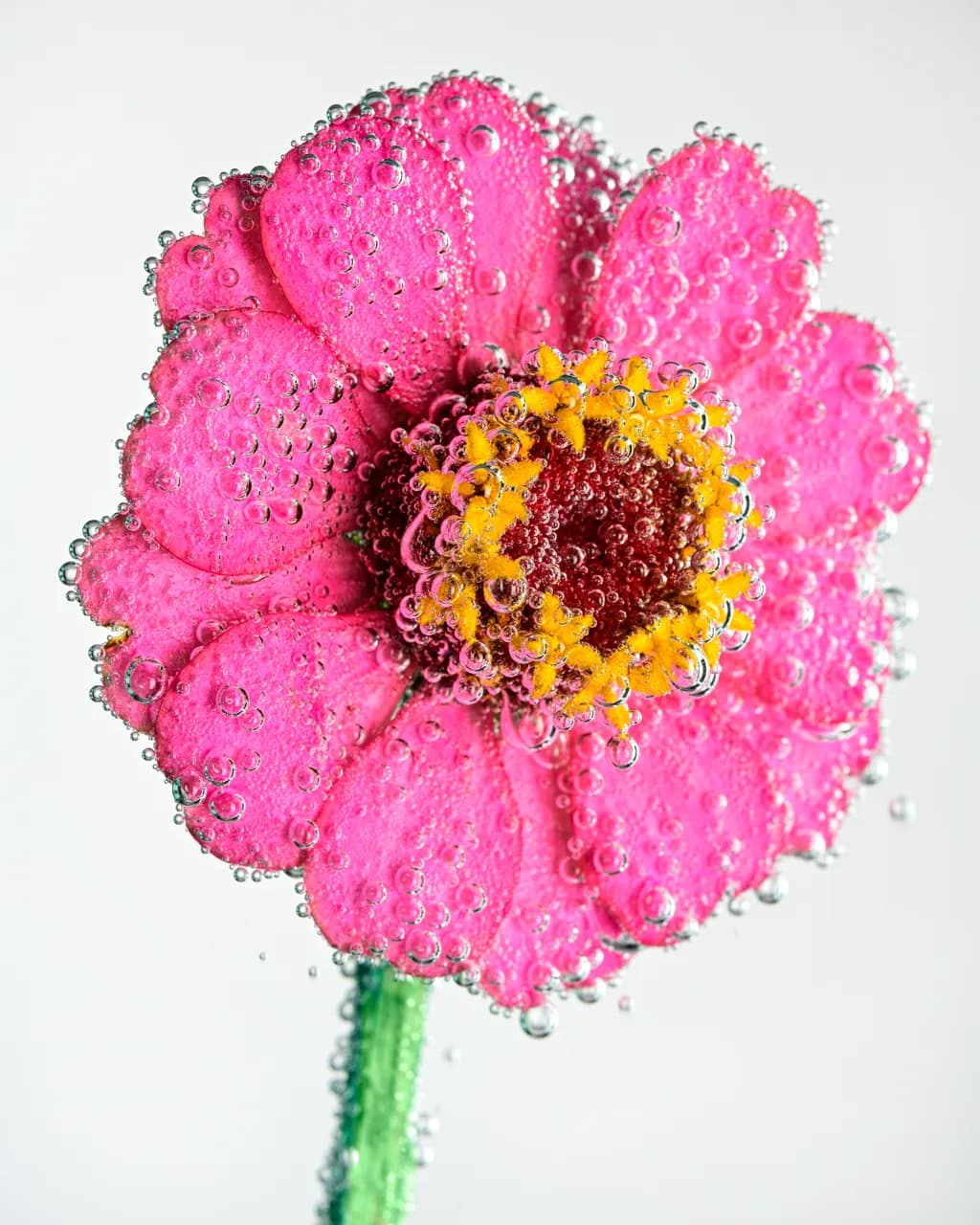 Bubbling Blossom