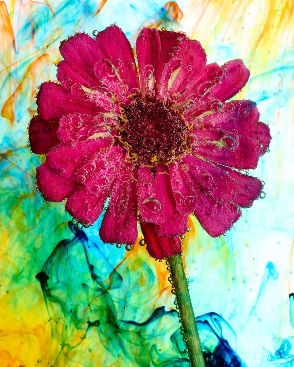 Carbonated Zinnias 056