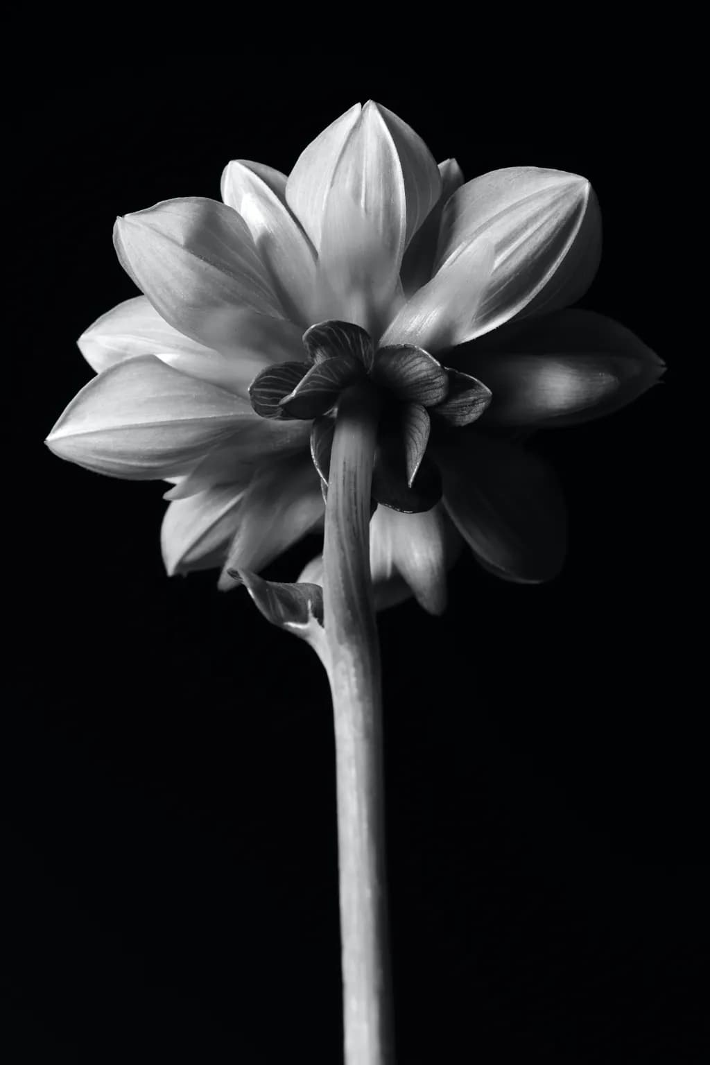 Monochrome Bloom