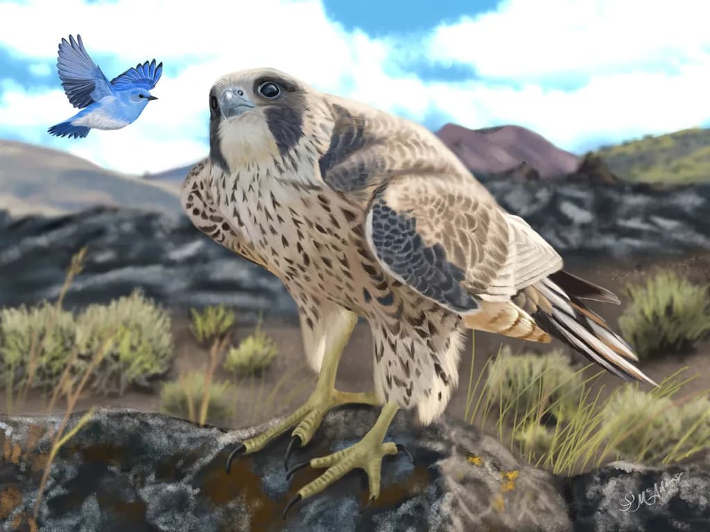 Falcon Encounter