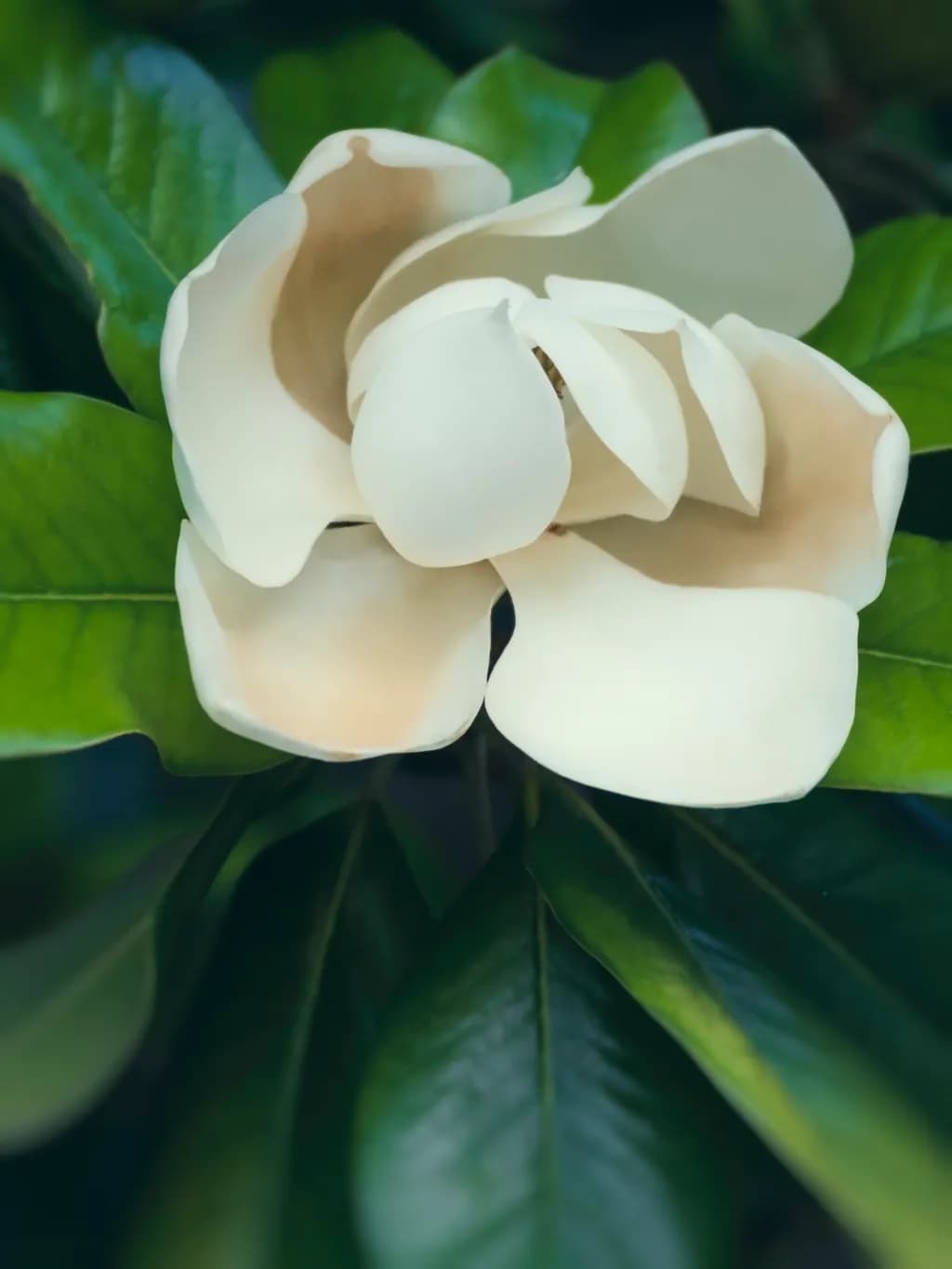 Natalie's Magnolia Bloom
