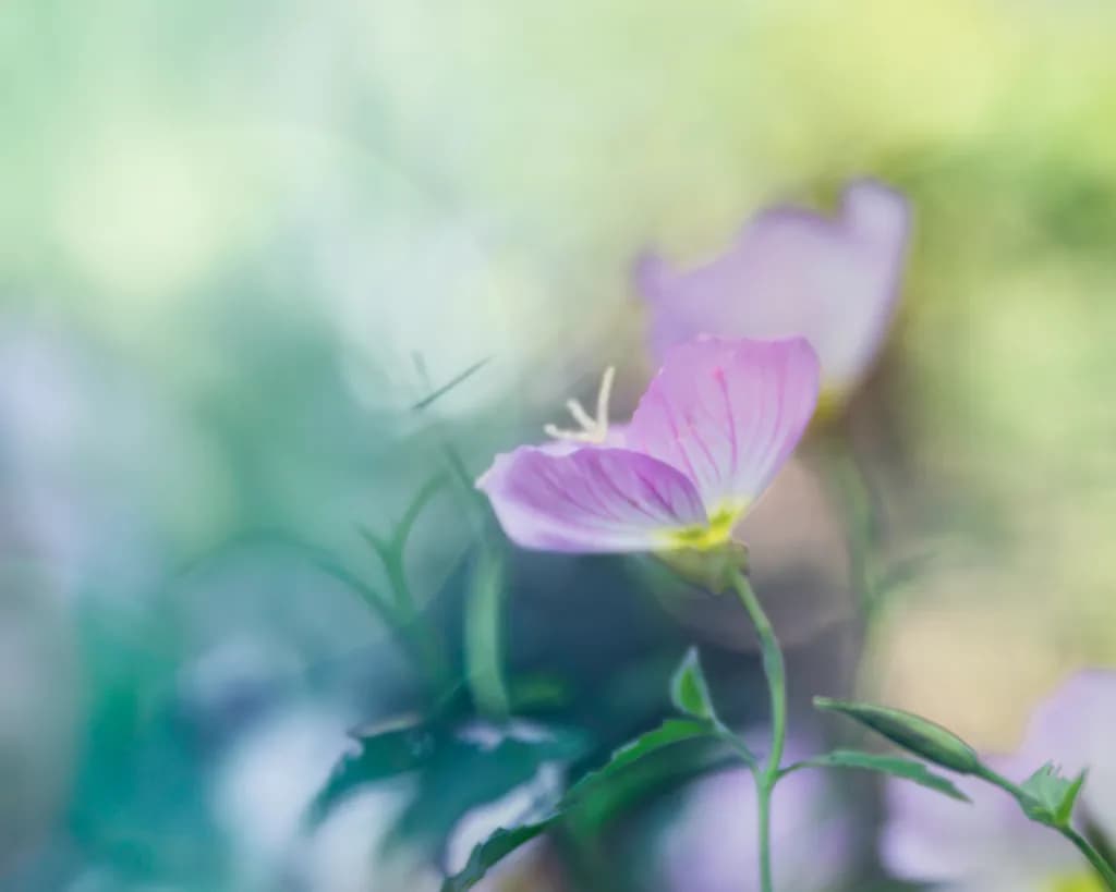 Soft Awakening Flower