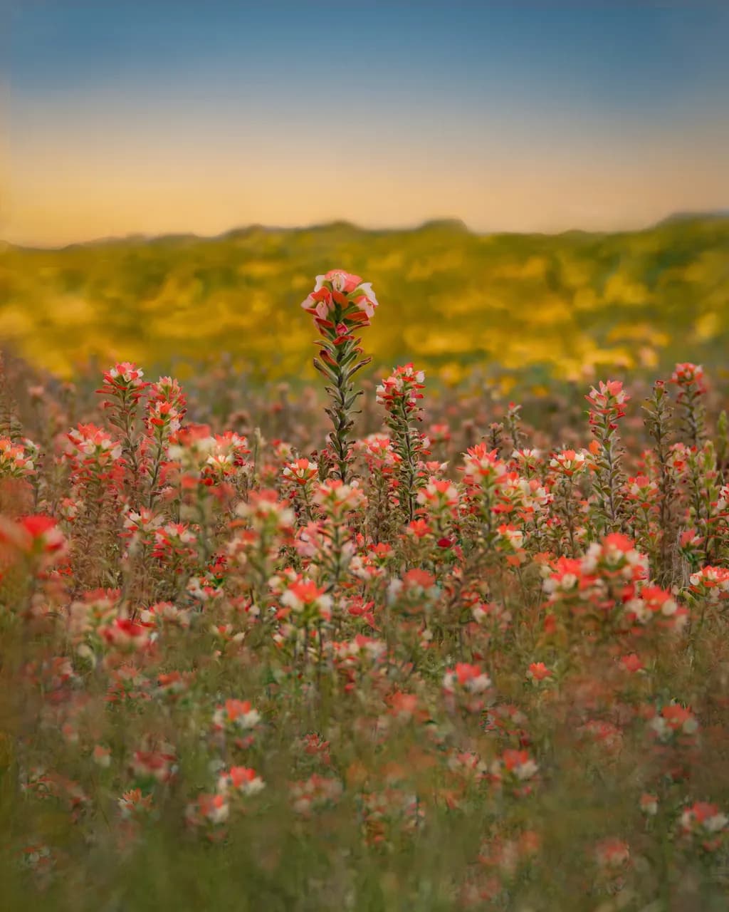 Hannah's Radiant Meadow