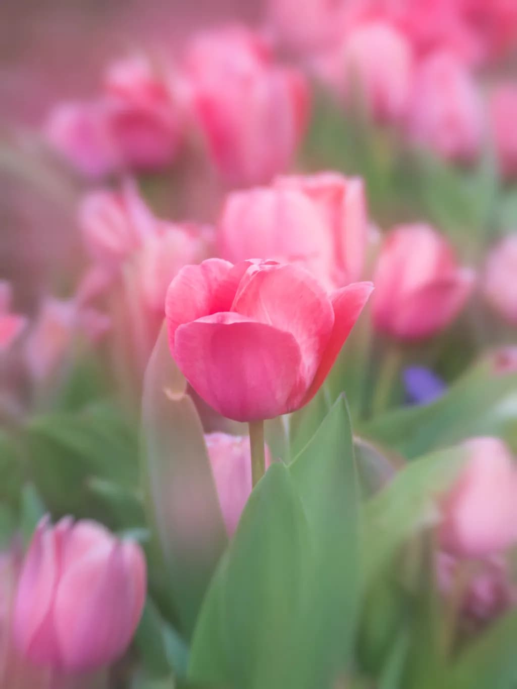 Abstract Tulips
