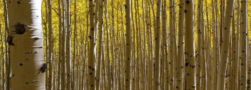 Whispers of Gold: A Serene Aspen Grove in Autumn Light