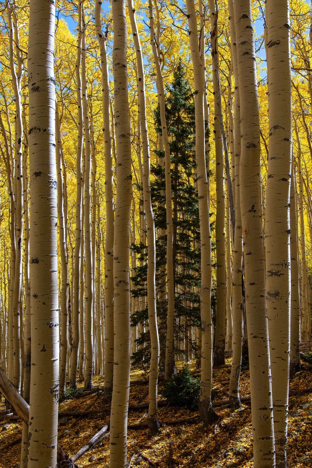 Whispers of Autumn: A Golden Forest Embrace