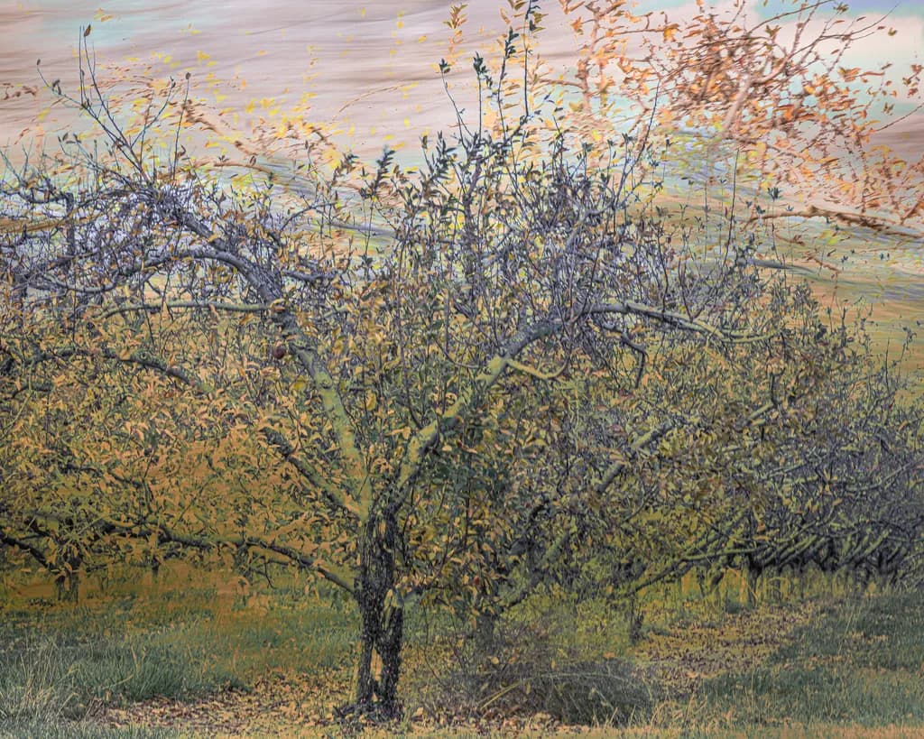 Autumn Orchard