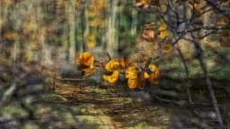 Passages of Autumn