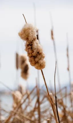 Unraveled by the Wind