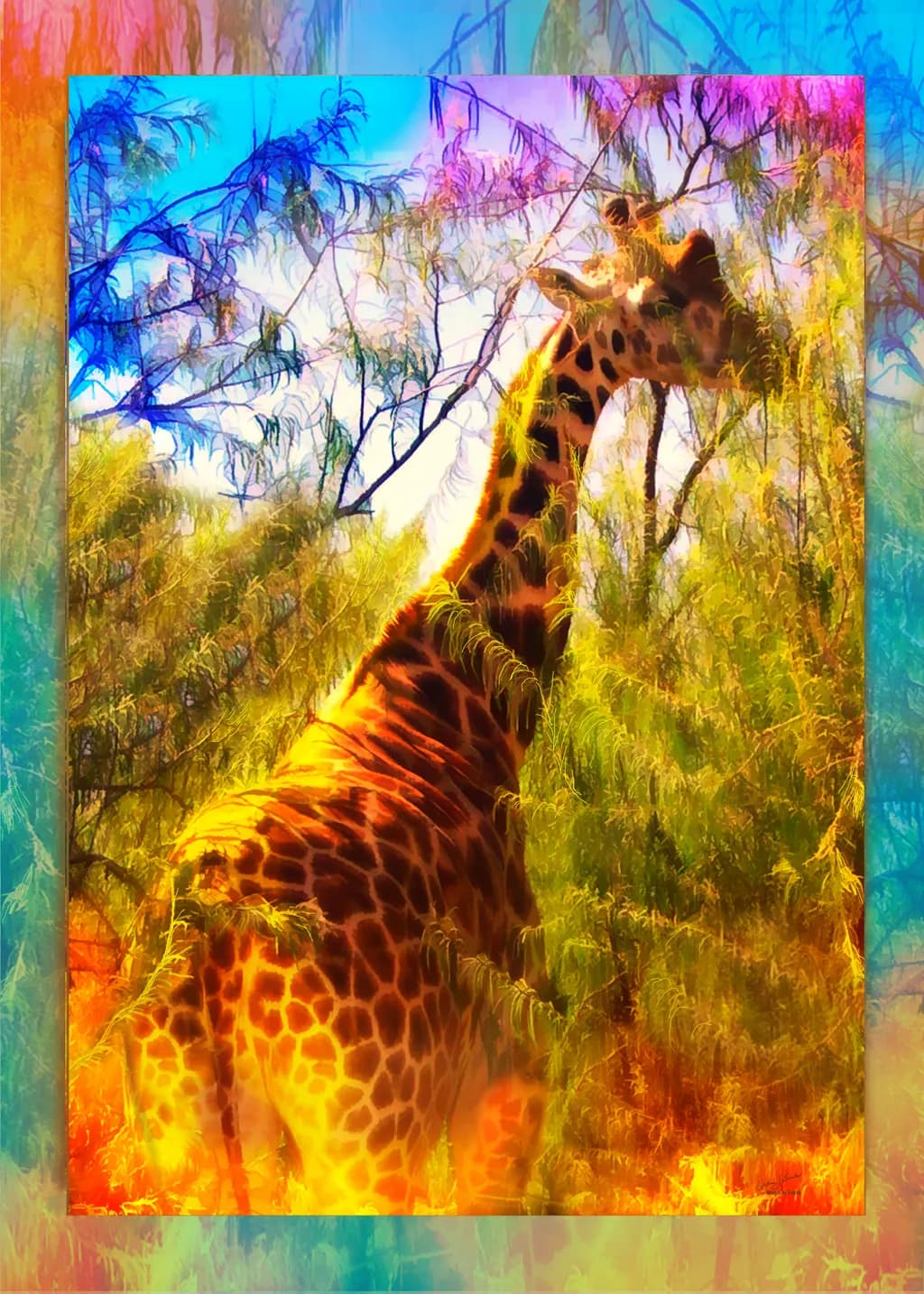 Grazing Giraffe