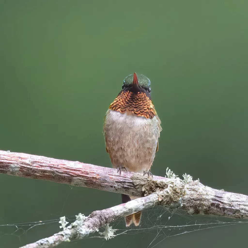 Vibrant Hummingbird Perched in Nature's Embrace: A Feathered Wonder