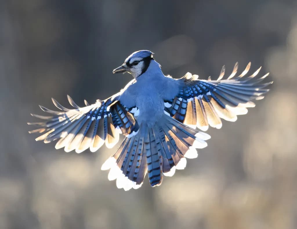 Wings of Grace: A Blue Jay's Dance in Nature's Embrace