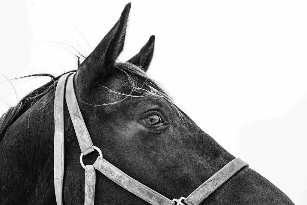 Mares in Snow