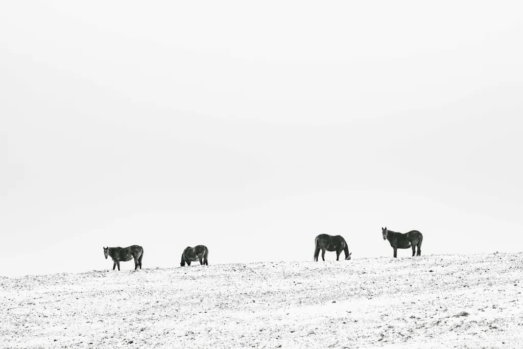 Mares in Snow