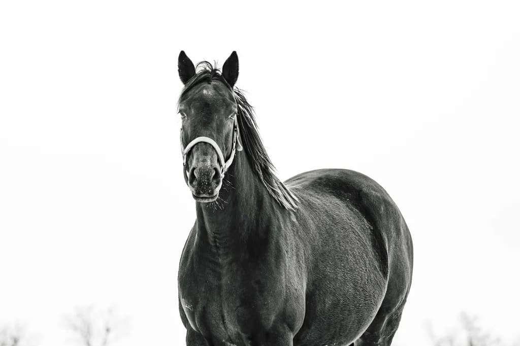 Mares in Snow