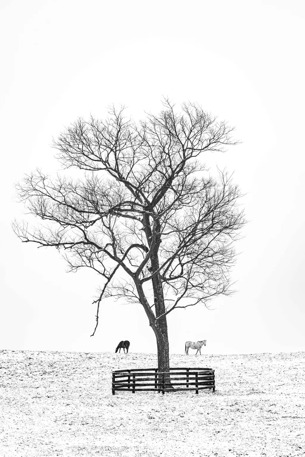 Mares in Snow