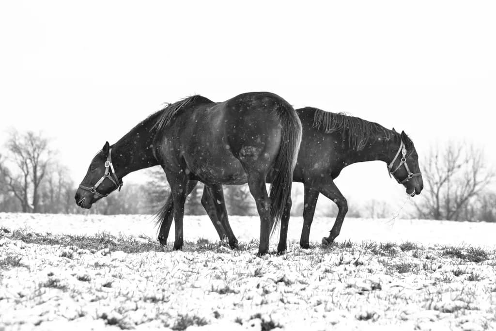 Mares in Snow