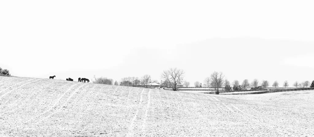 Mares in Snow