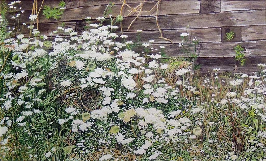 Queen Annes Lace Garden