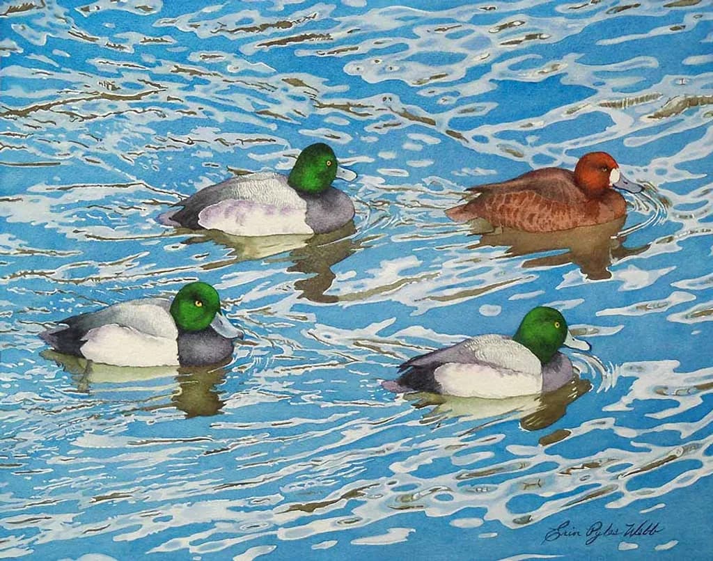 Migrating Scaups