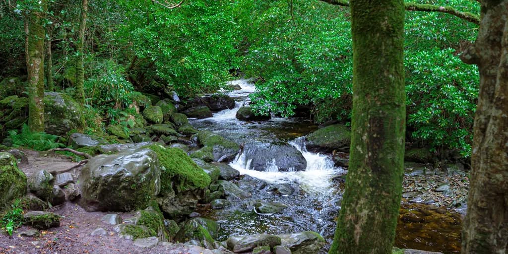 Owengarriff River Flow