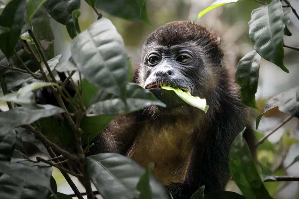 Howler Eating a Leaf