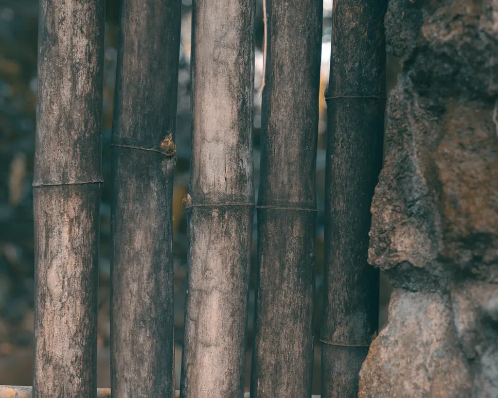 Bamboo Barrier