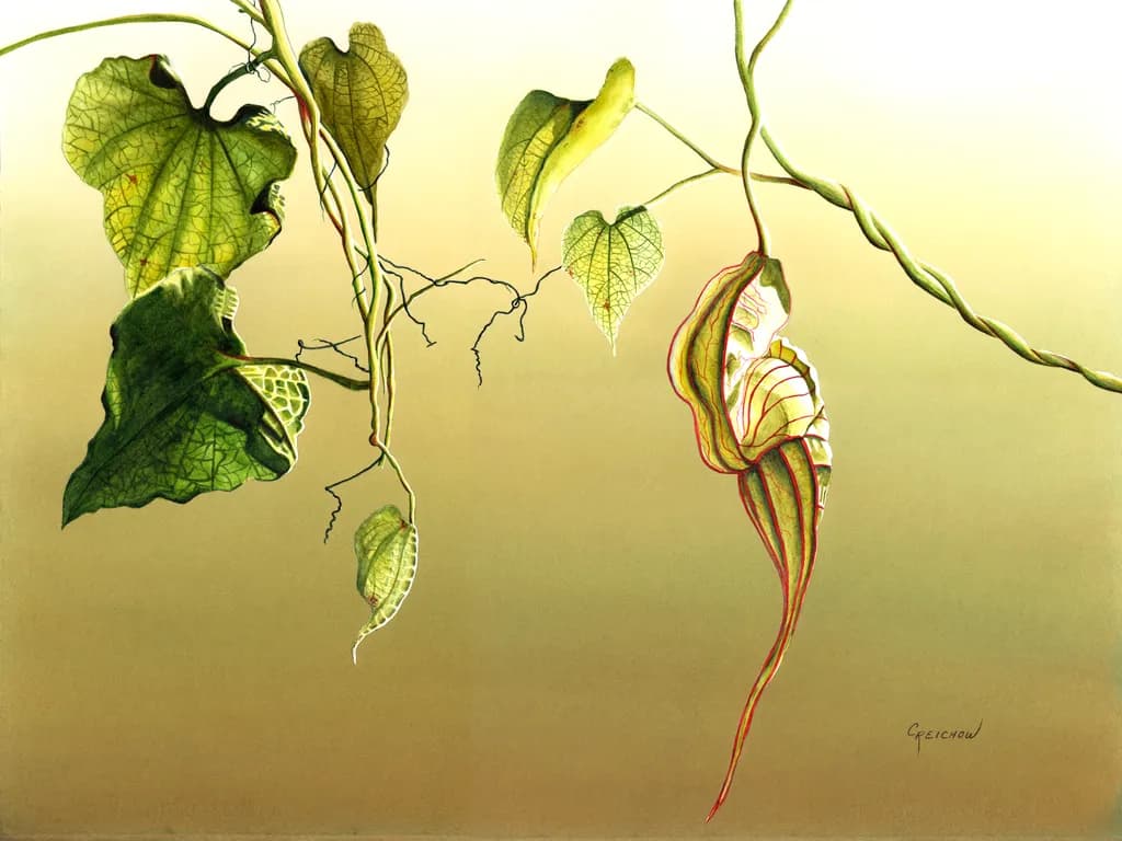 Pelican Flower
