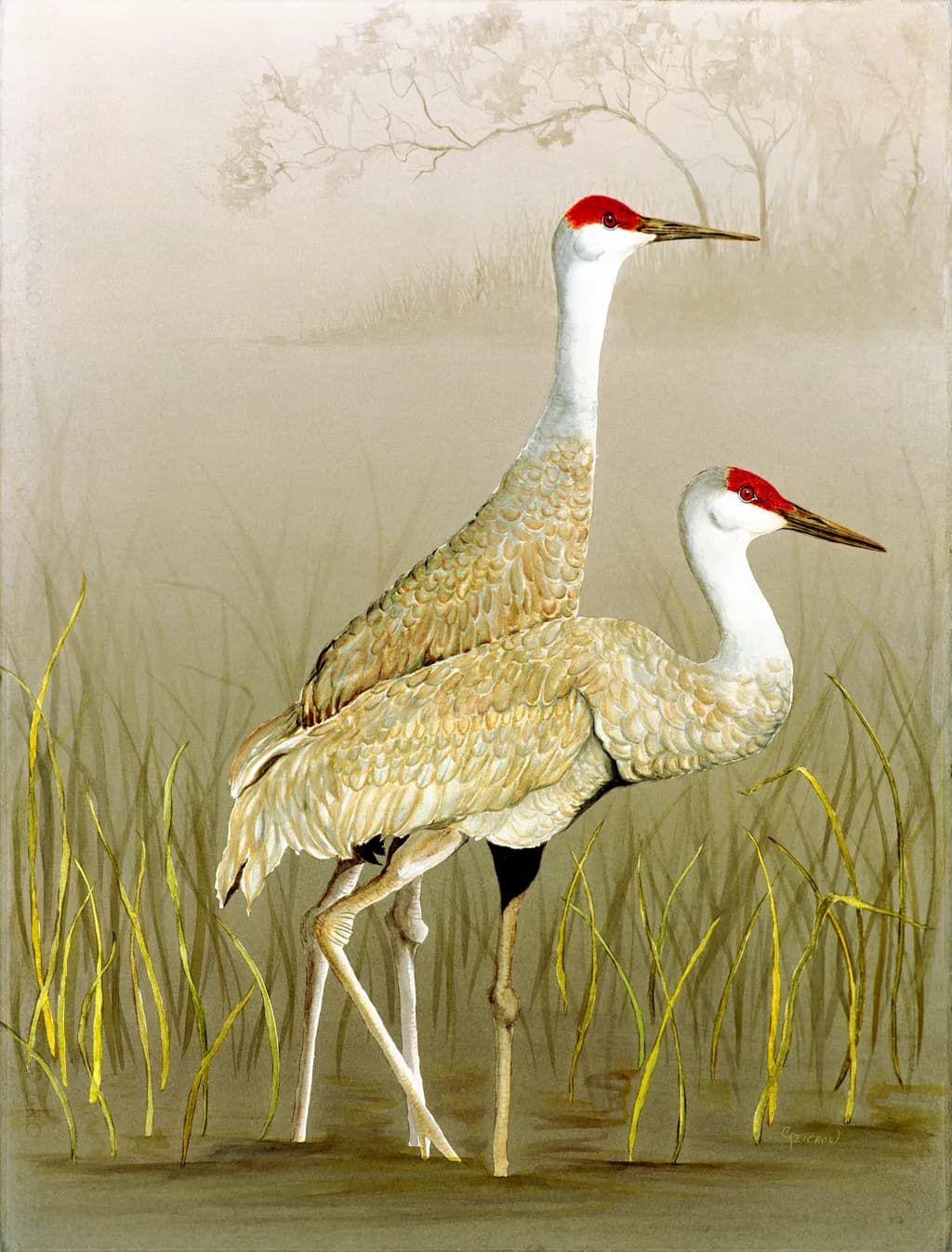Sandhill Cranes