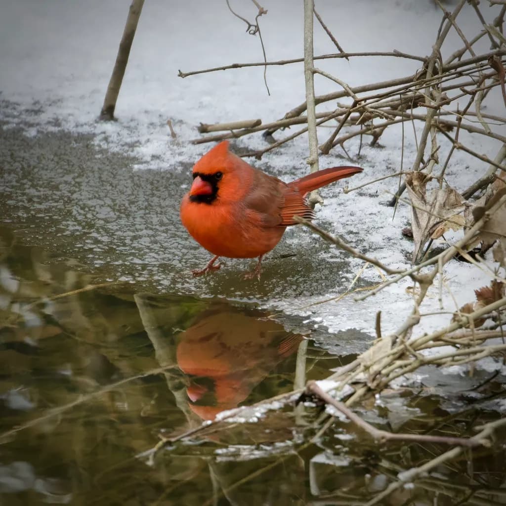 Winter Cardinal Reflection