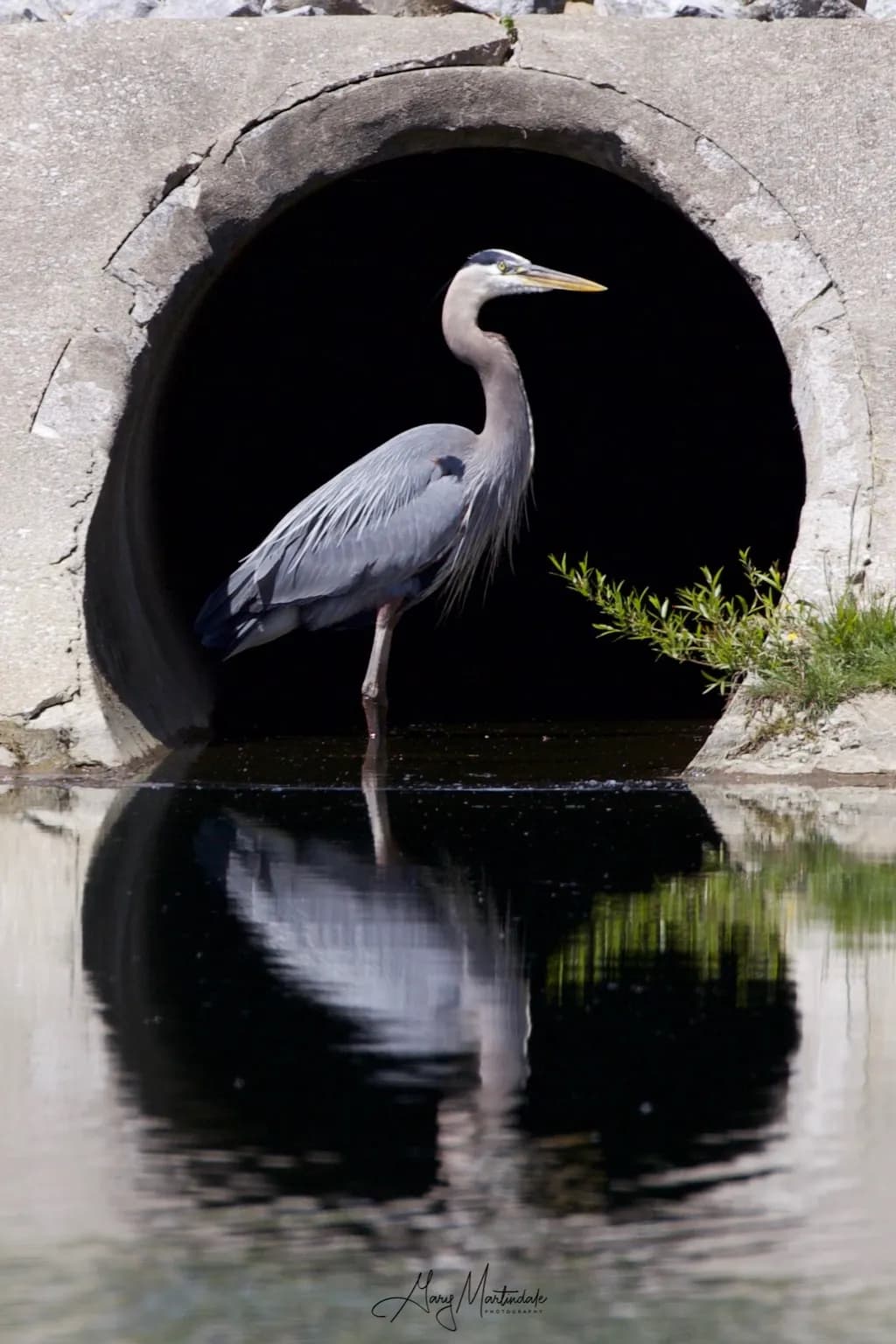 Heron in the Archway