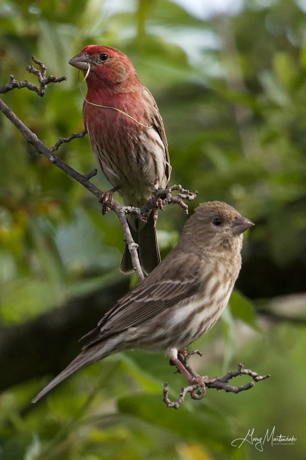 Red Finch Pair