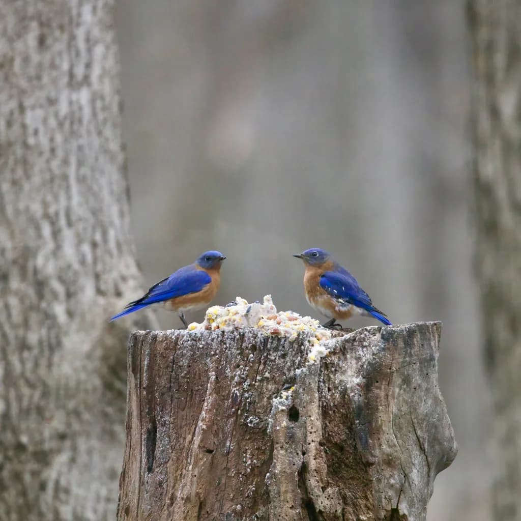 Bluebird Conversation