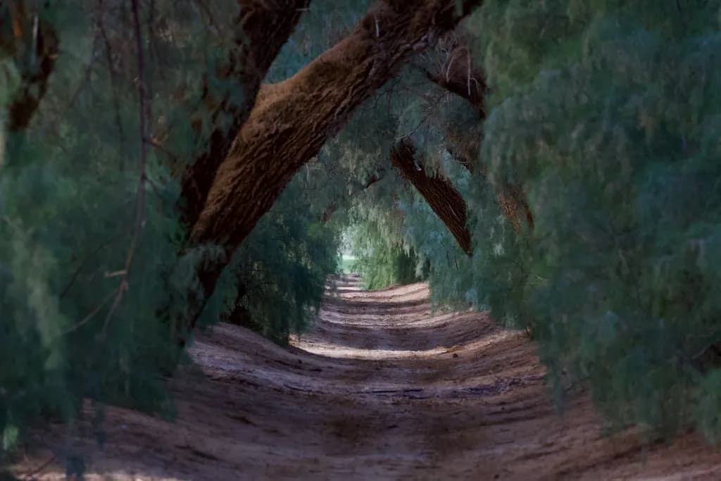 Forest Tunnel