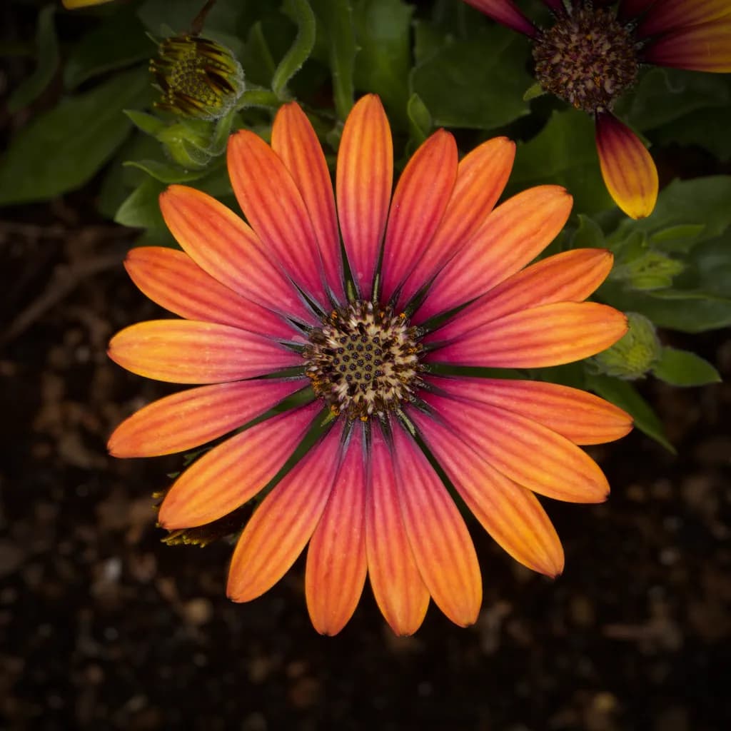 Sunset Daisy