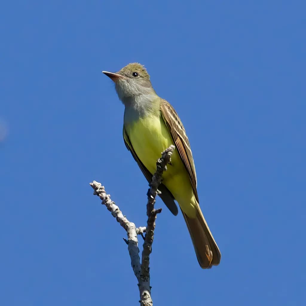 Perched Yellowbird