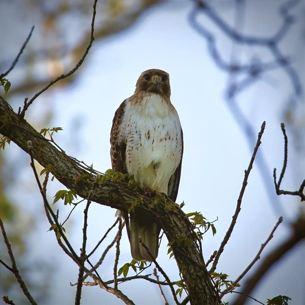 Perched Watcher