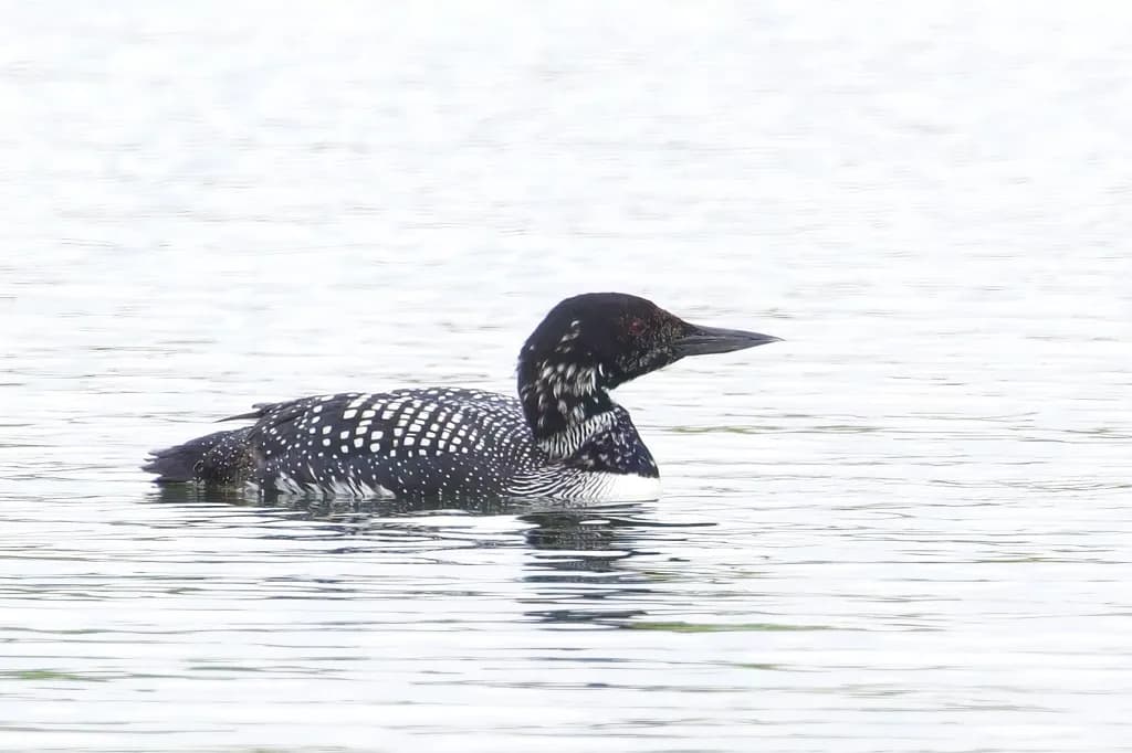 Lone Loon Glide