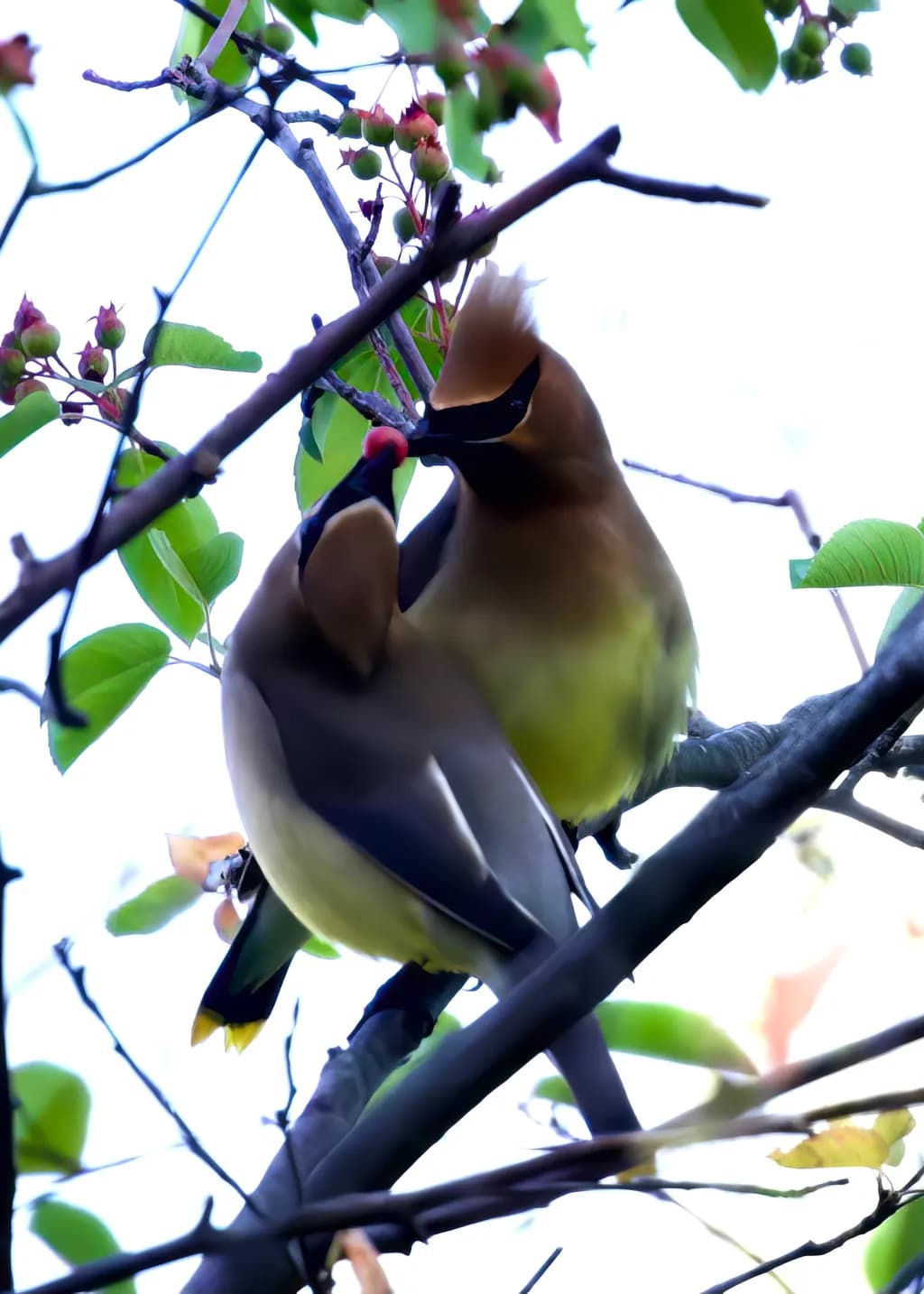 Cedar Waxwing Connection