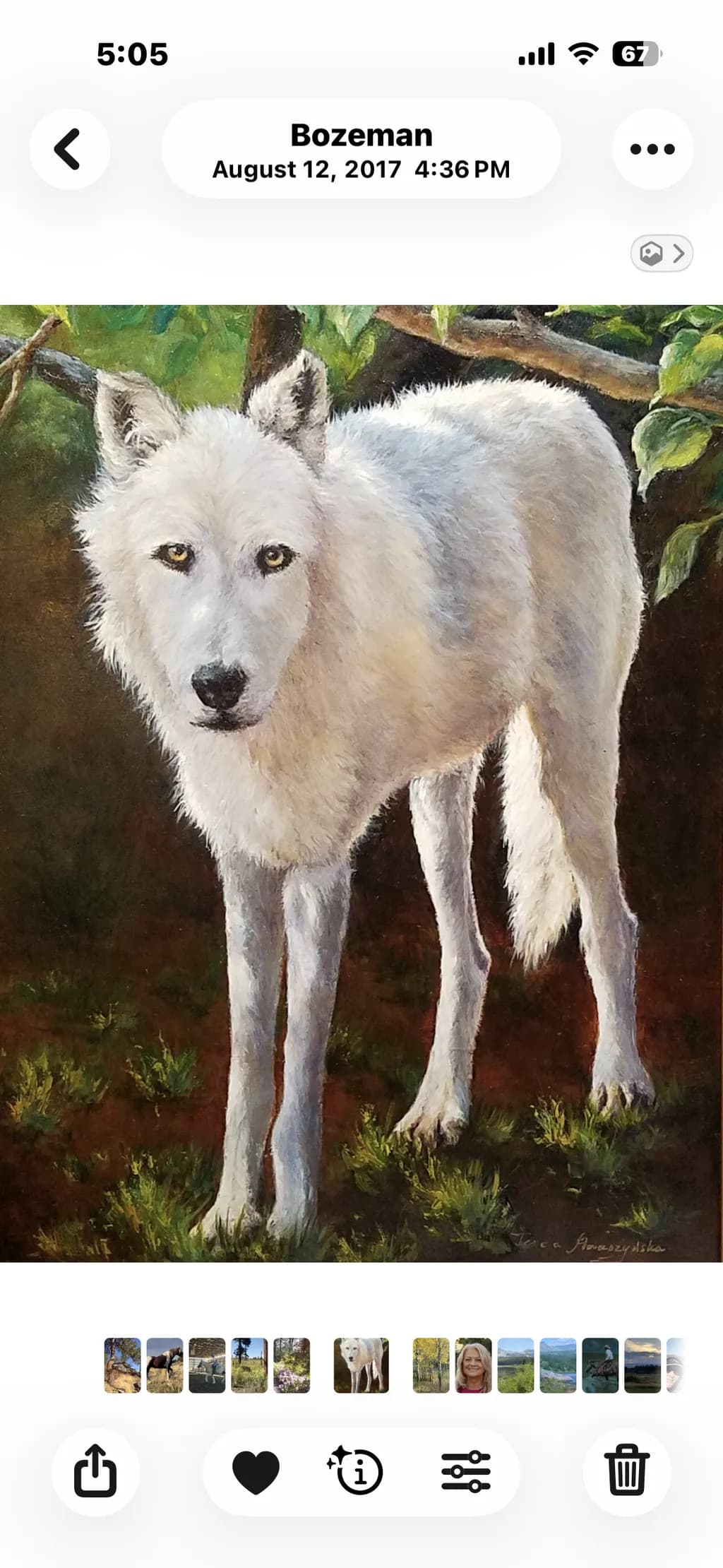 White Wolf Portrait