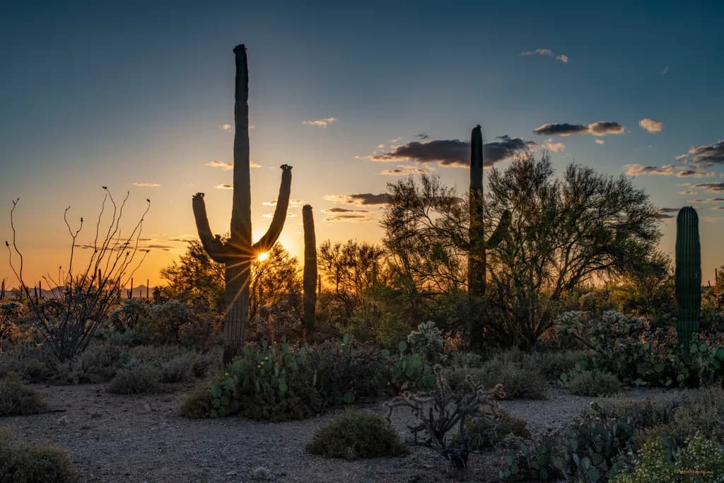 Sonoran Sunset