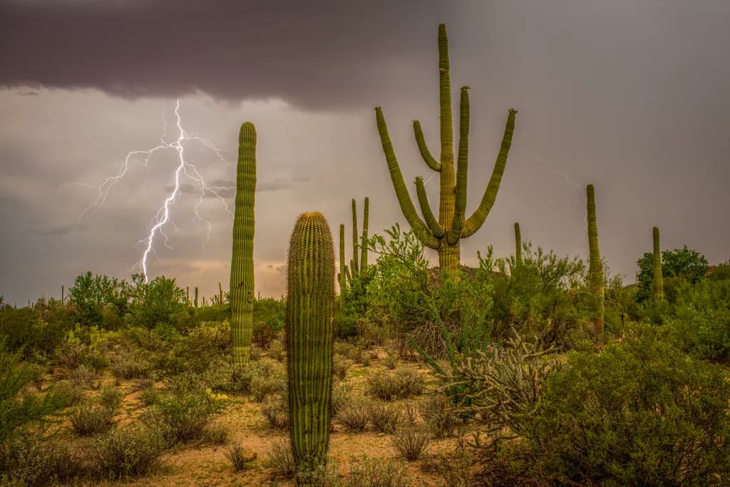 DP458 Monsoon Lightning and Saguaro