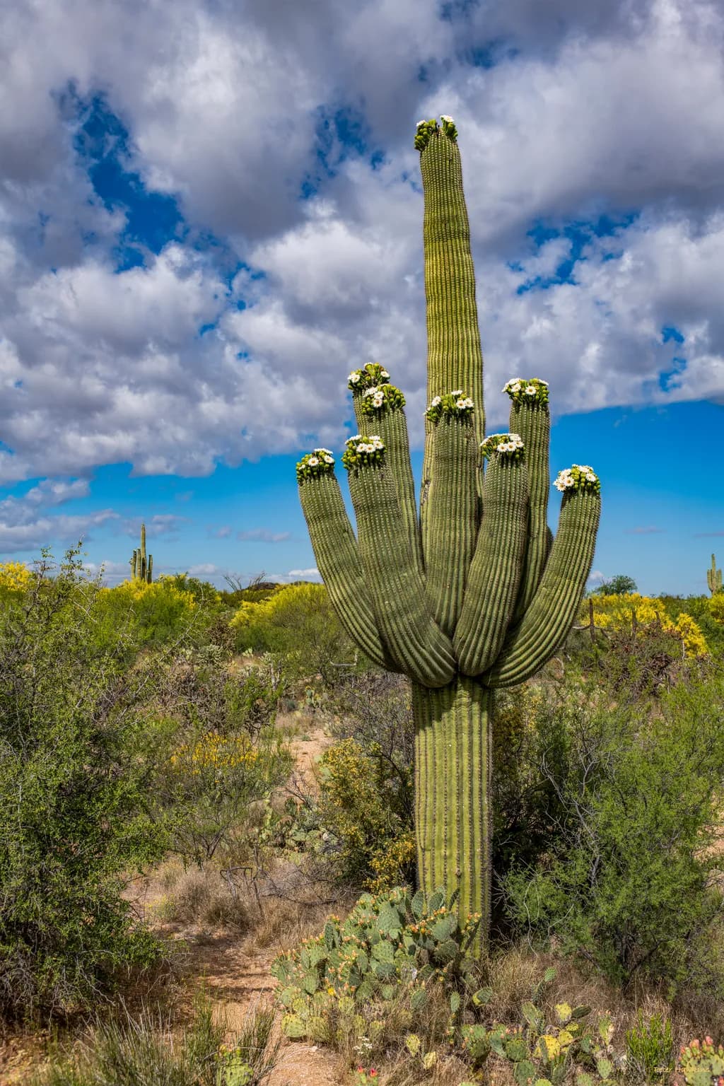 Flowering Saguaro