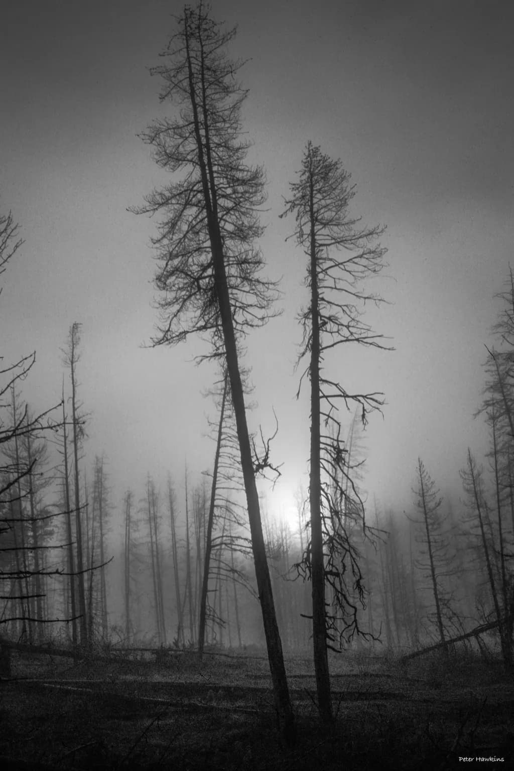 Haunting Silhouettes
