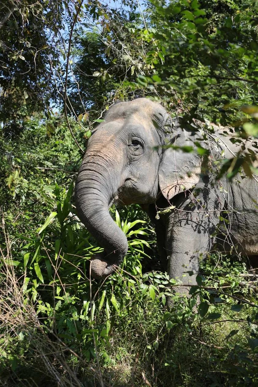 "Elephant in the Green"