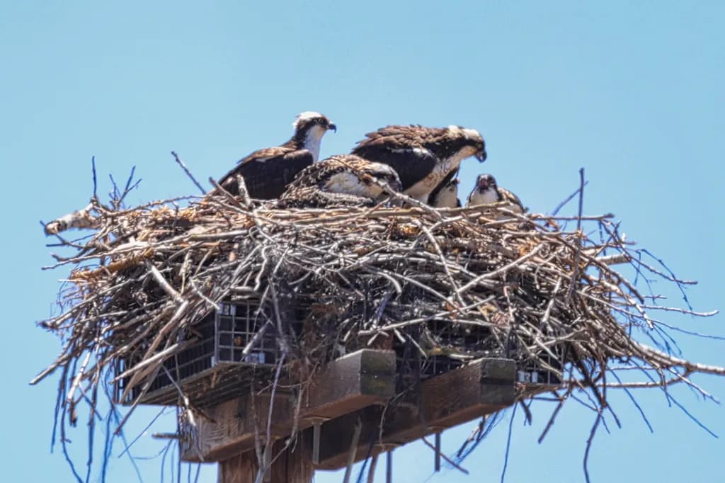 "Osprey Nest Watch"