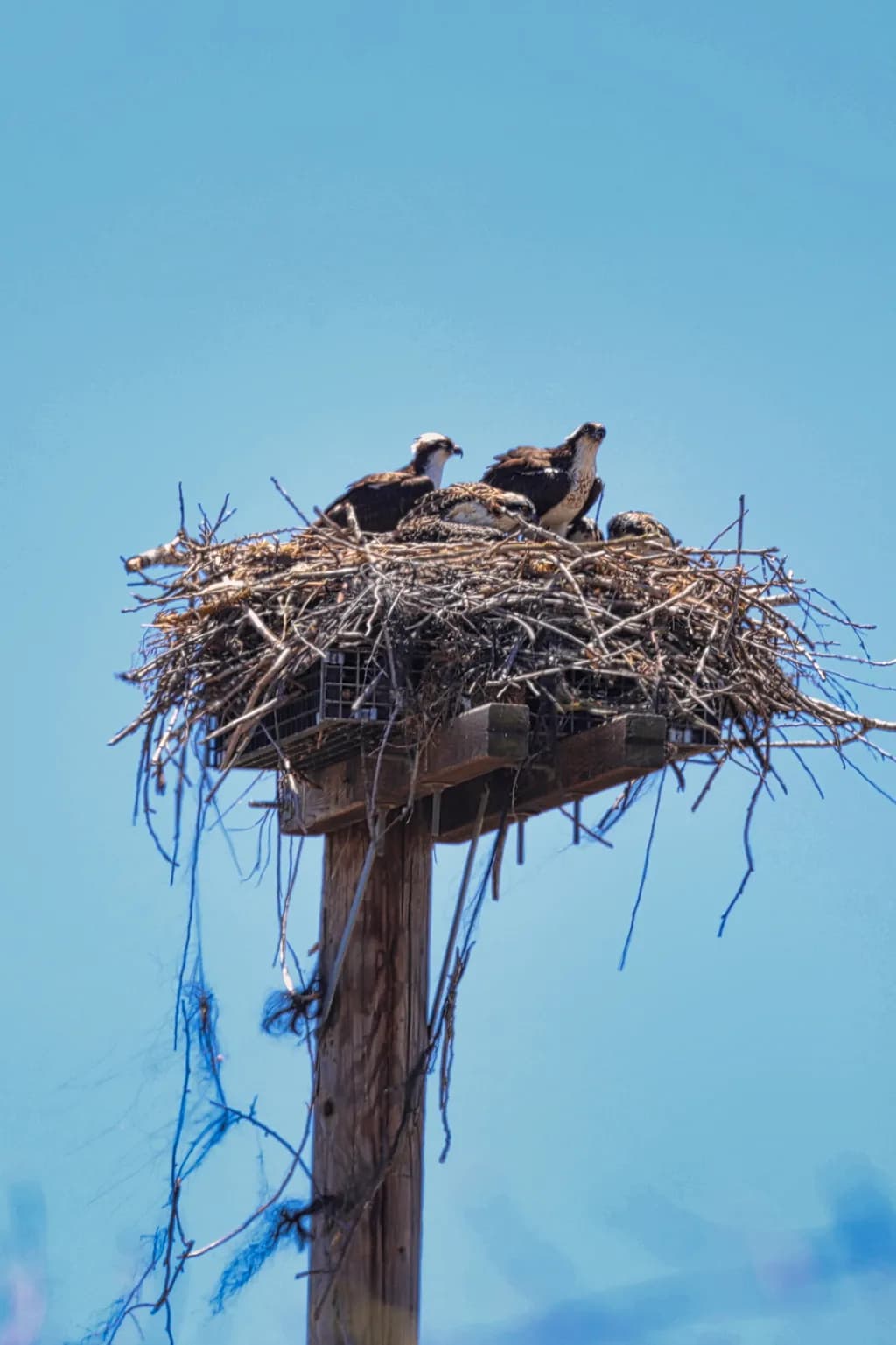 "Osprey Haven"